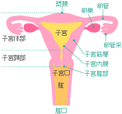 越谷 草加 妊活の基礎知識 おりもの 漢方 新生堂薬局 越谷 草加 妊活の基礎知識 おりもの 漢方 新生堂薬局